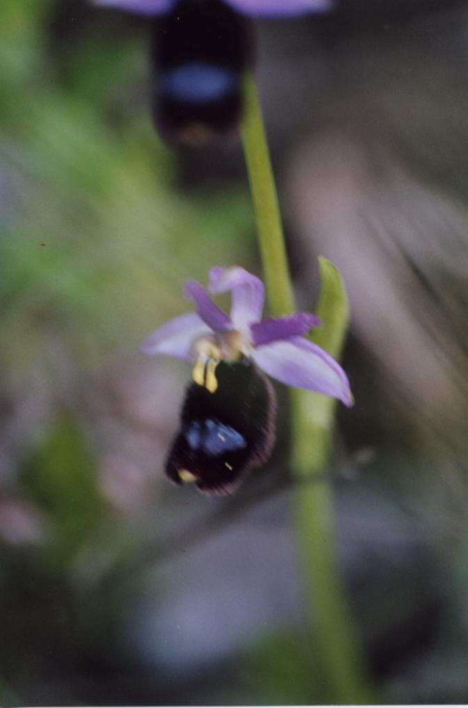 Dactylorhiza, Himantoglossum, Ophrys, Orchis